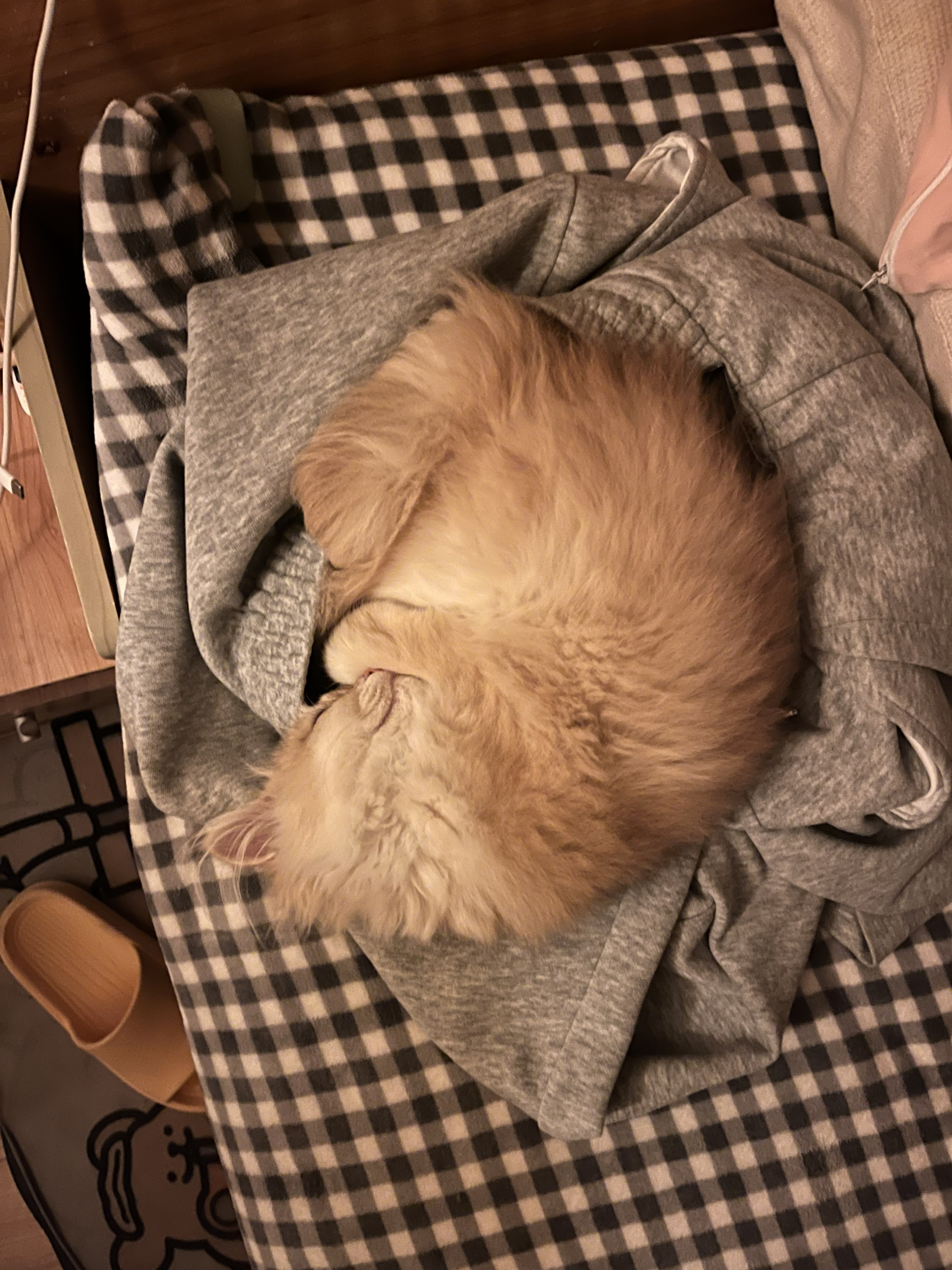 Featured image of post 多多尿在床上了